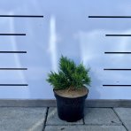 Cypruštek Lawsonov (Chamaecyparis lawsoniana) ´NIDIFORMIS´ - Ø rastliny 15-25cm, kont. C3L